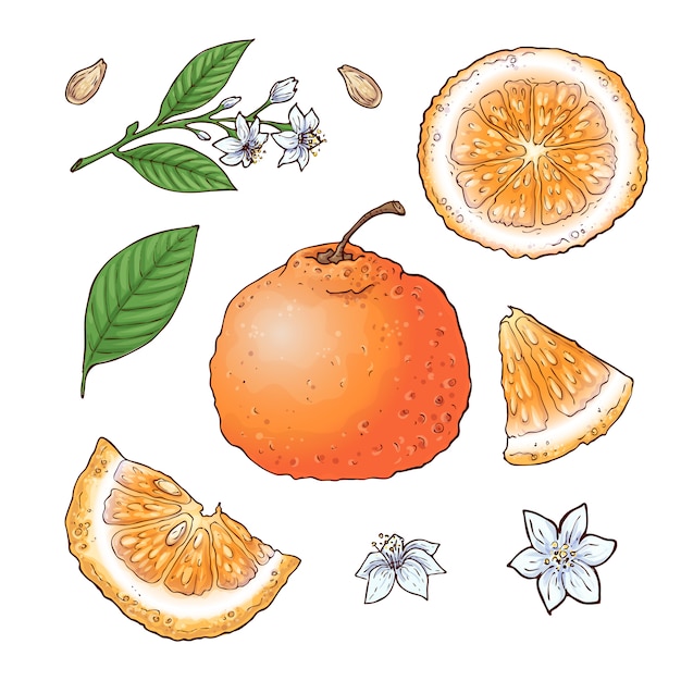 Vector vector set of mandarin fruits