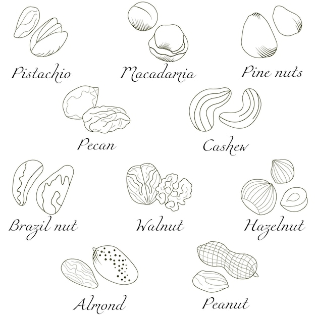 Vector set of nuts for menu designrecipesand product packaging contour pattern isolated on white