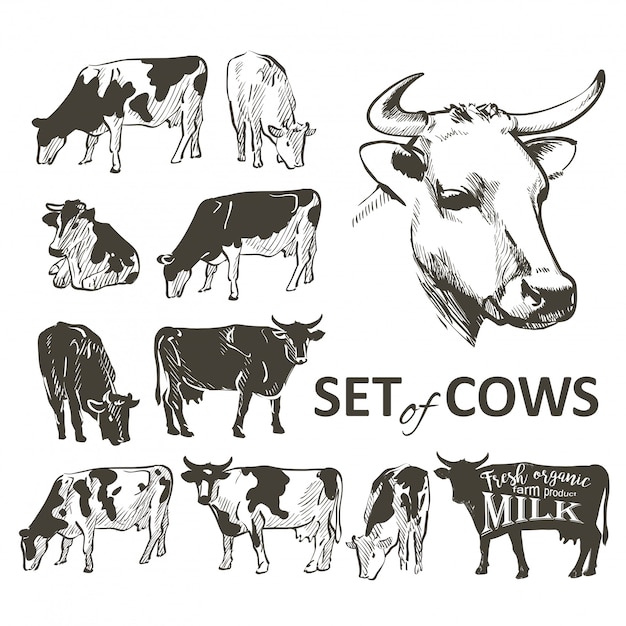 Векторный набор коров