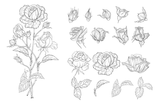 Векторный набор цветочных композиций с розовыми цветами