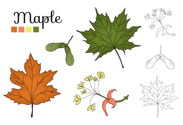 分離されたメープルツリー要素のベクトルを設定します。カエデの葉、ブランチ、花、重要な果物の植物図。黒と白のクリップアート