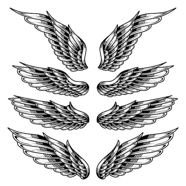 Вектор Векторный набор иллюстраций крыла