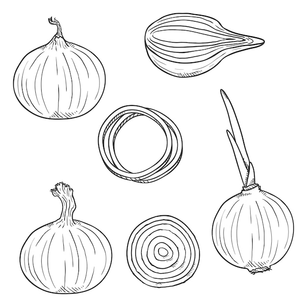 Vector Set of Onion Sketch Illustrations