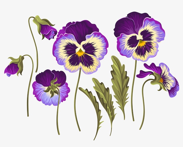 Vector vector set of pansy flowers and leave