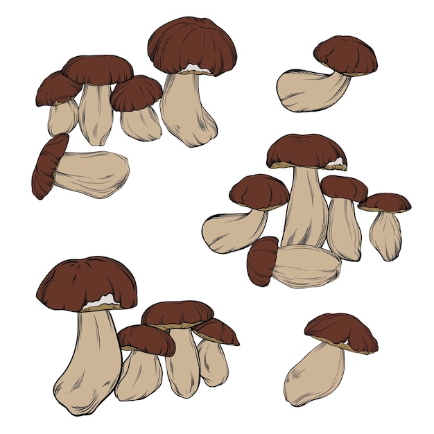 vector set of porcini mushrooms drawn in black outline with color fill