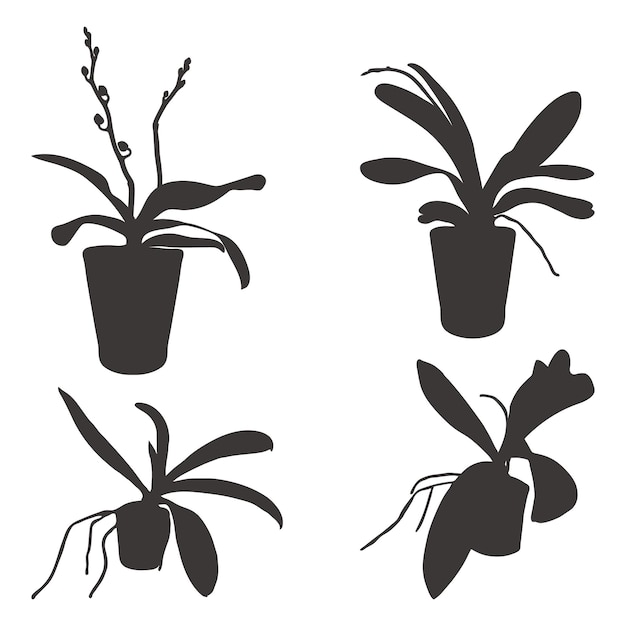현실적인 꽃 난초 phalaenopsis 현실주의 현대 실루엣 식물 허브 플랫의 벡터 세트