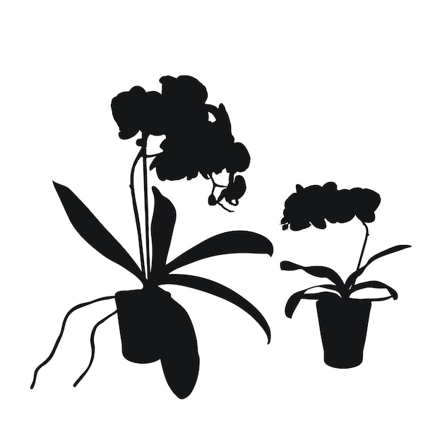 Vector set of realistic flowers orchids phalaenopsis Realism modern silhouettes plants pot design