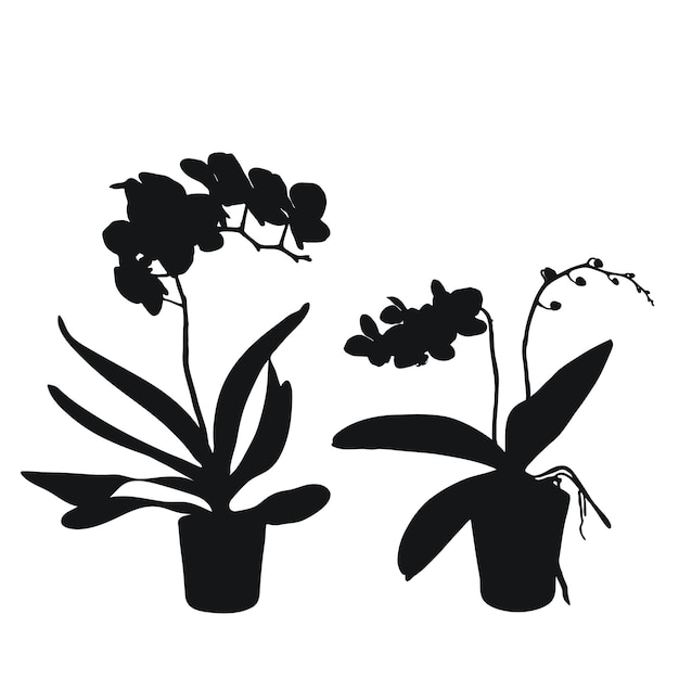 ベクトルを設定現実的な花蘭胡蝶蘭リアリズム モダンなシルエット植物ポット フラットなデザイン