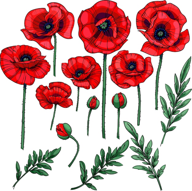 Vector set of red poppies flowers leaves and stems isolated on white background