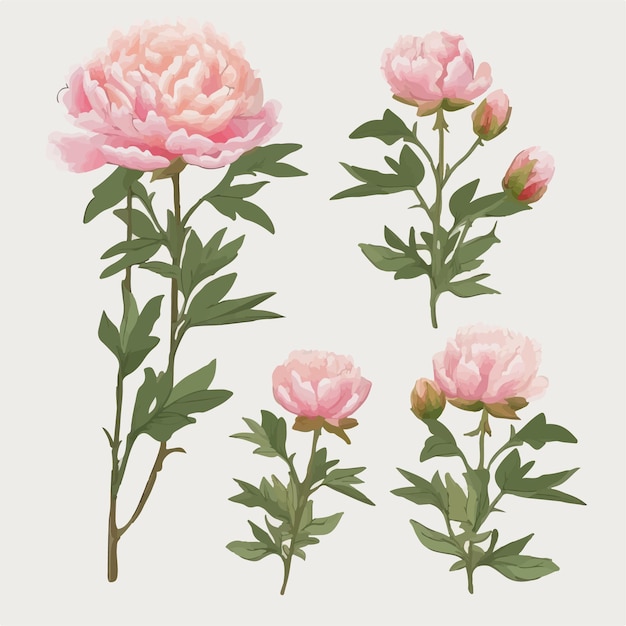 Vector vector set showcasing the grace and elegance of peonies