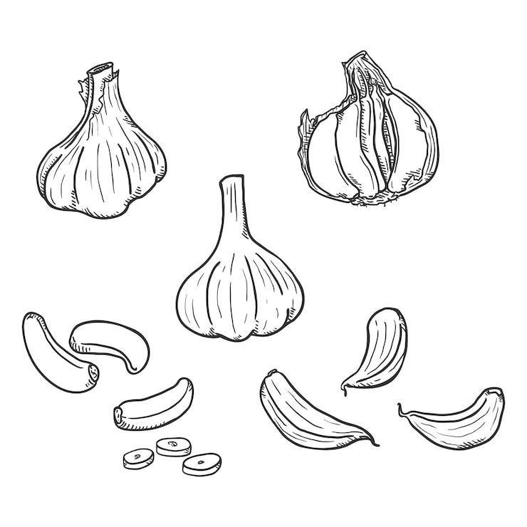 Vector vector set of sketch garlic illustrations