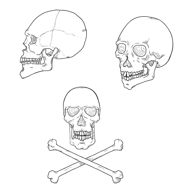 Vector Set of Sketch Human Skull Illustrations