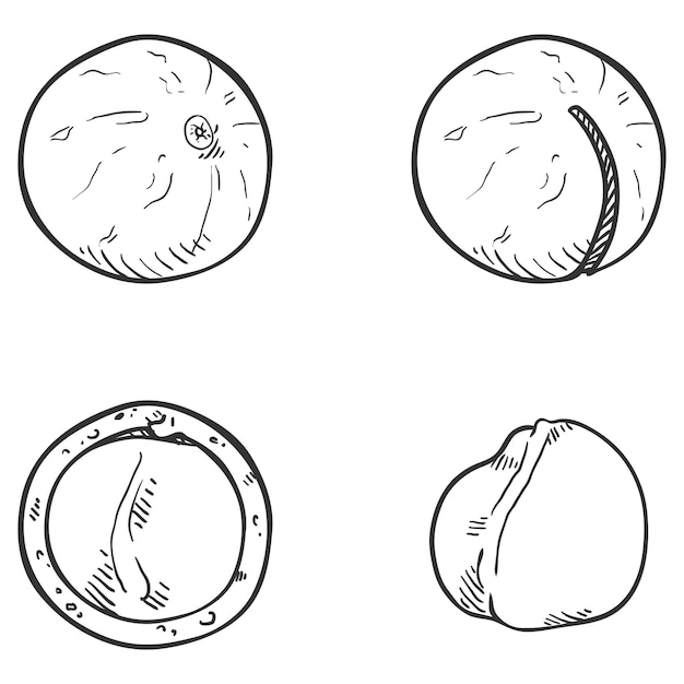 Vector vector set of sketch macadamia nuts