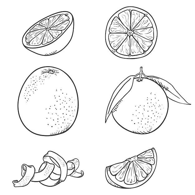 Векторный набор эскизов апельсиновых фруктов