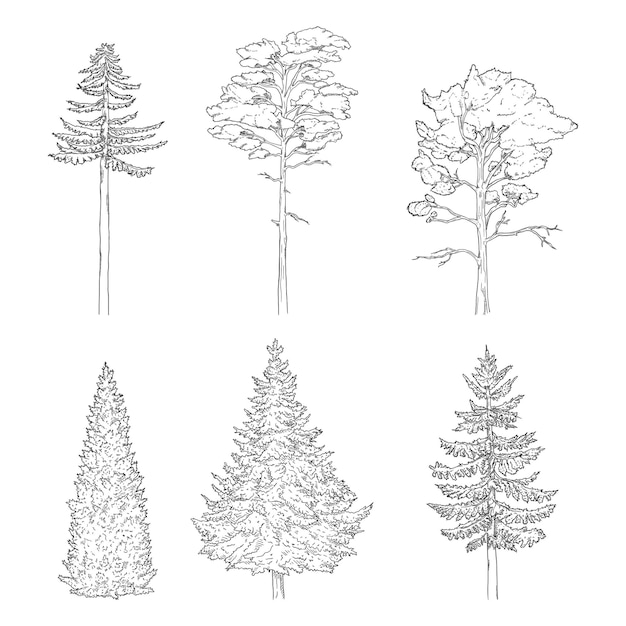 Vector vector set of sketch pine trees