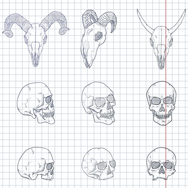 Vettore insieme di vettore delle illustrazioni del cranio di schizzo