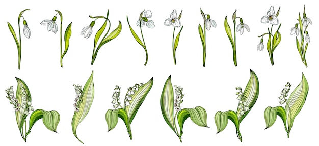 Vector set of snowdrop and Lily of the valley colors