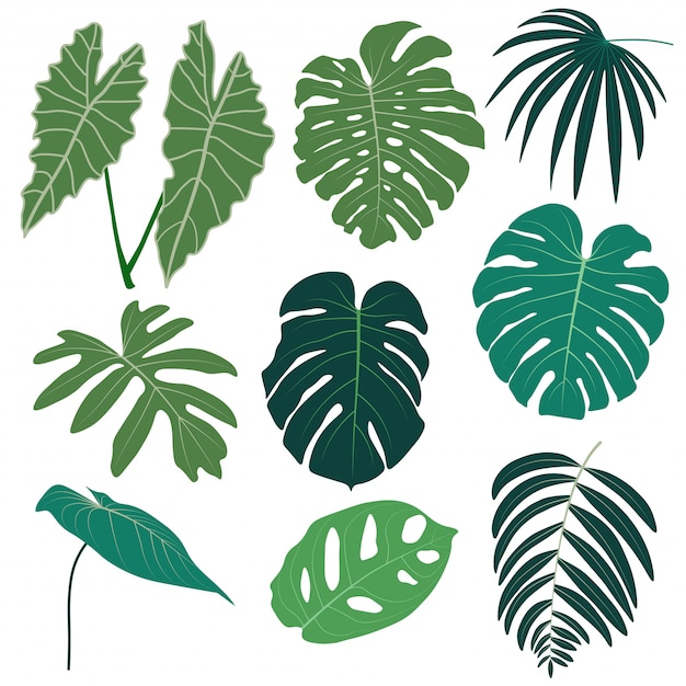 Vector set of tropical leaves