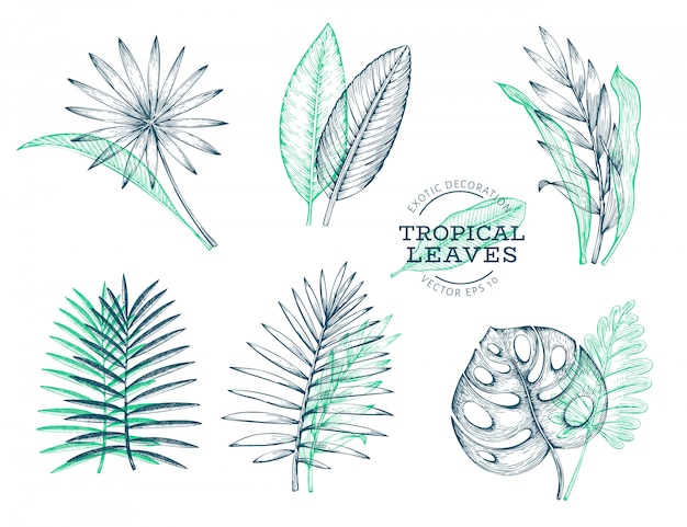 Vector vector set of tropical leaves.