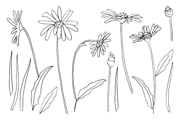 Vector set van inkt tekenen wilde bloemen monochroom artistieke botanische illustratie geïsoleerde bloemen elementen hand getekende illustratie