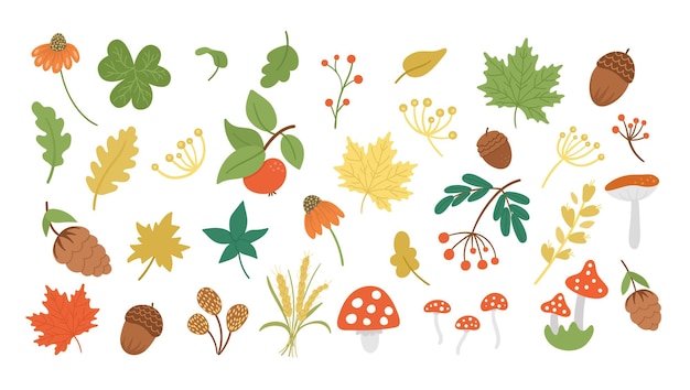 Vector set van schattige herfst kruiden, planten. Collectie met bladeren, appel, eikels, kegels. Herfstgroen