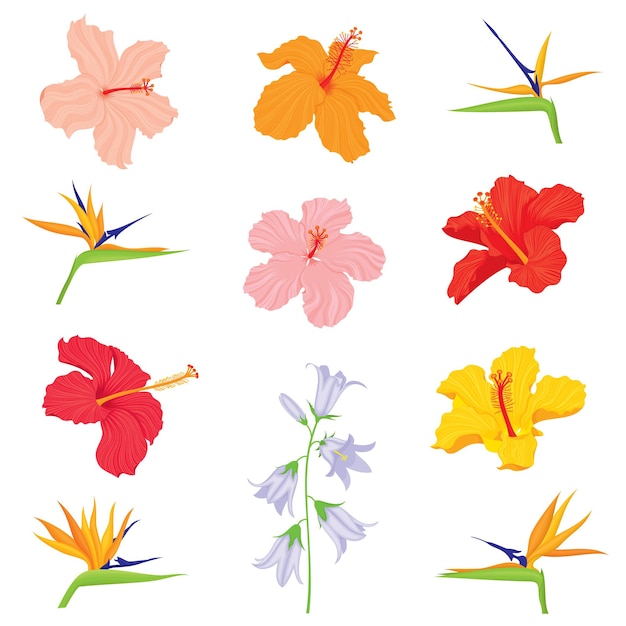 Vector vector set of various exotic realistic detailed tropical flower buds