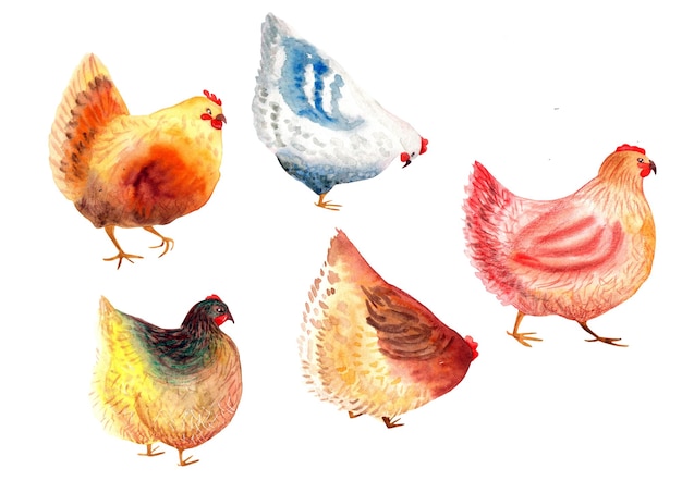 Vettore insieme di vettore delle illustrazioni dell'acquerello clipart di pollo del fumetto