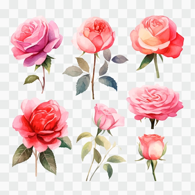 Vector set of watercolor roses on a transparent background