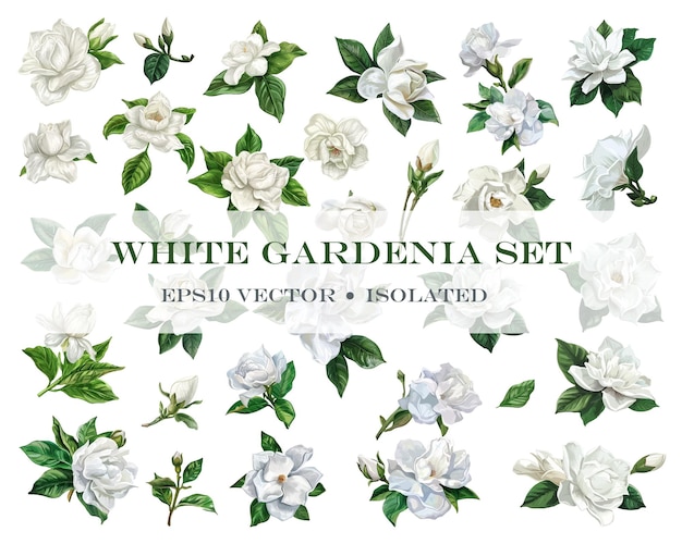 Premium Vector | Vector set of white gardenia flowers with leaves