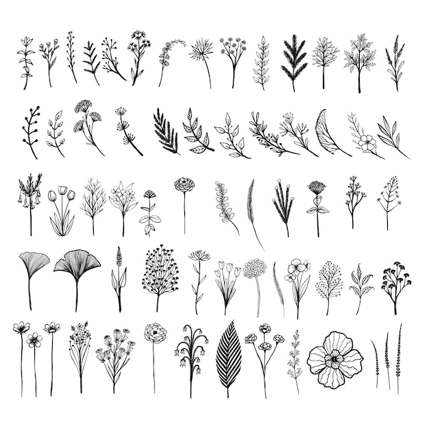 vector set of wild flower