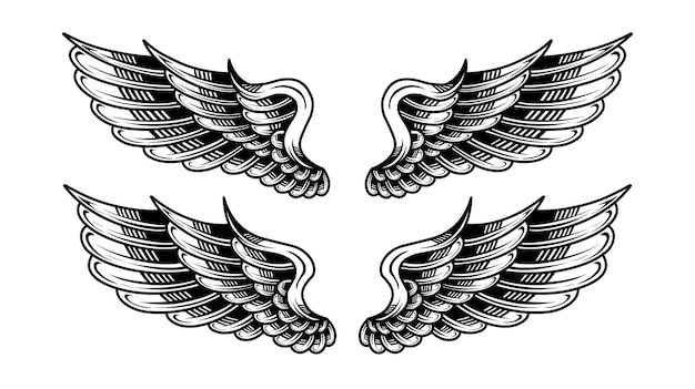 Vector vector set of wing illustration