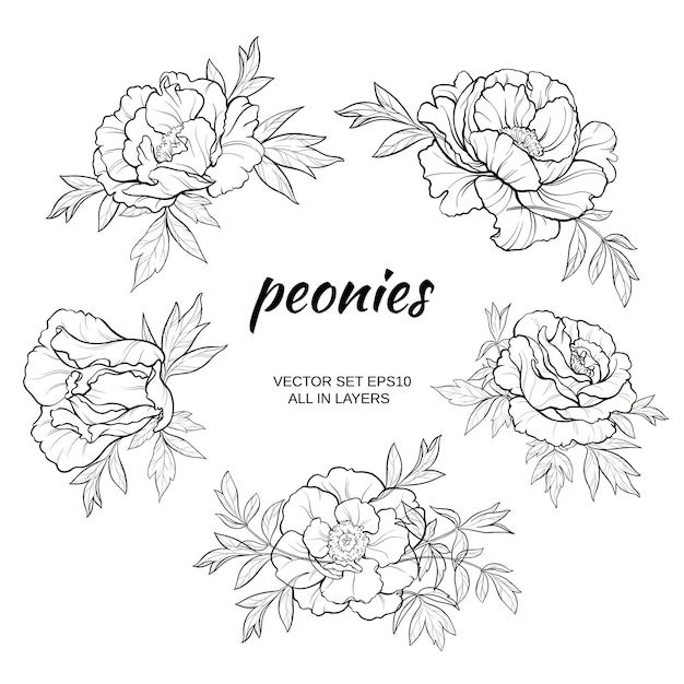 Vector set with peonies on white background