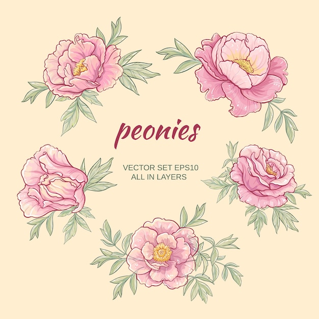 Vector vector set with pink peonies on color background