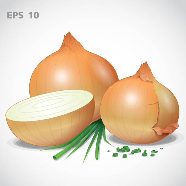 Vector vector set yellow onion