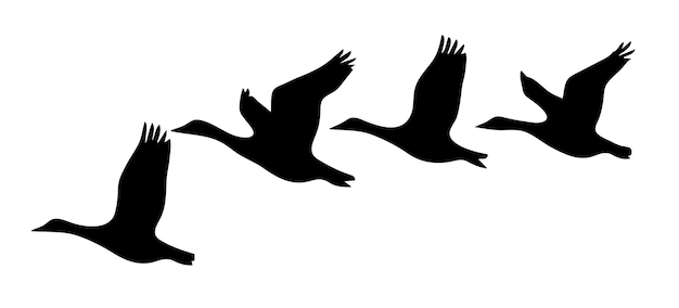 Vector silhouette of a flock of geese on a white background