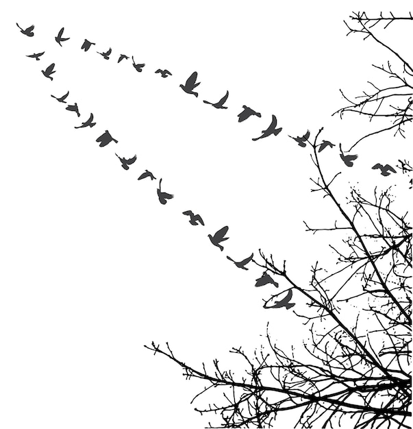 Vector silhouette of flying birds