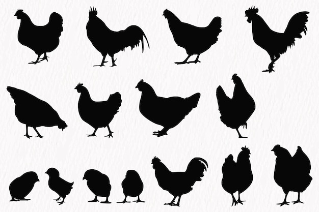 Vector vector silhouette set of detailed quality chickens hens and baby chicks in farm
