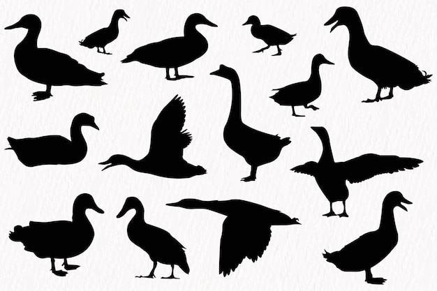 Vector silhouette set of detailed quality duck goose and baby duck in farm