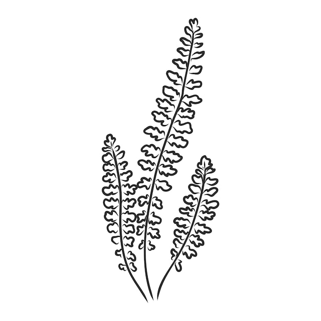 Vector vector silhouette sheet fern on white background fern vector sketch illustration