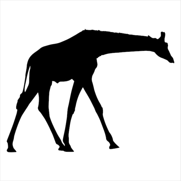 Vector silhouettes of giraffes Giraffe silhouette is isolated on white background