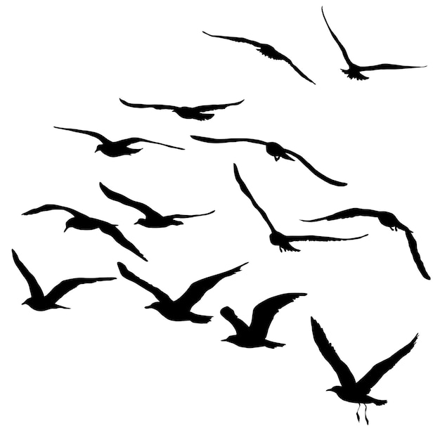 ベクトル 飛んでいるカモメのベクトルシルエット孤立した鳥の黒い輪郭