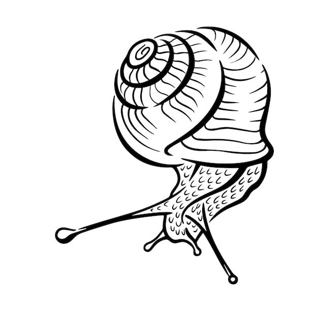 Vector vector simple black and white illustration of a snail