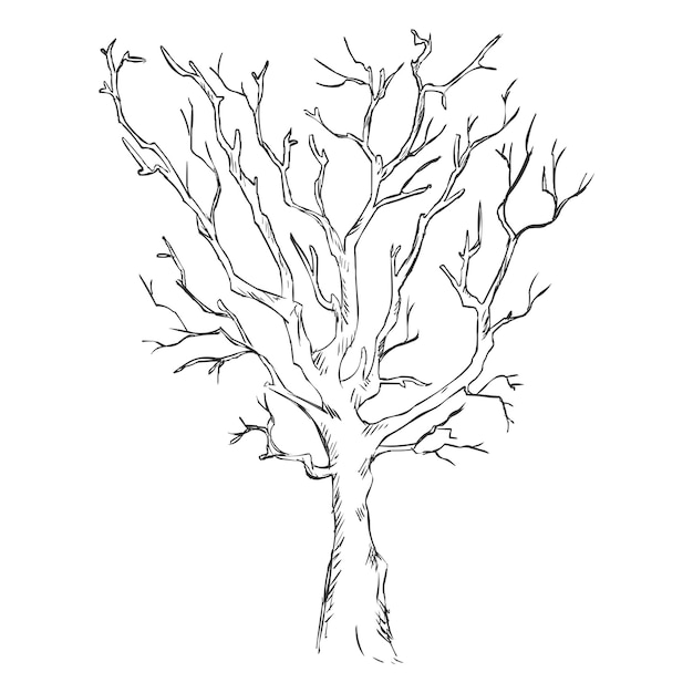 Vector Single Sketch Bare Tree