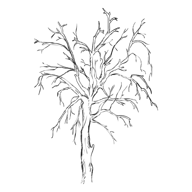 Vector Single Sketch Bare Tree