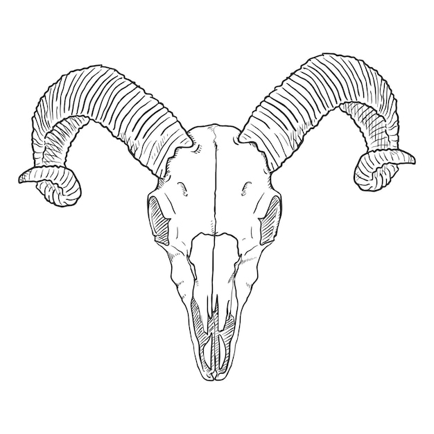 Vector Single Sketch Illustration Skull of Ram Front View