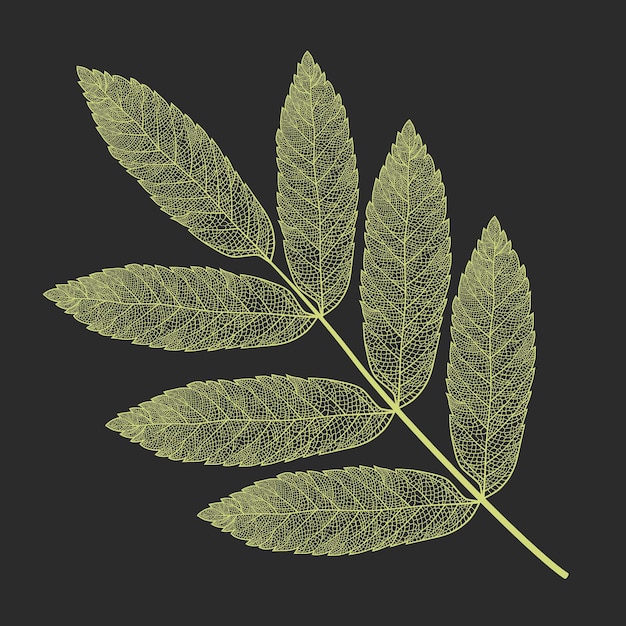 白い背景の上のベクトルのスケルトン化されたナナカマドの葉