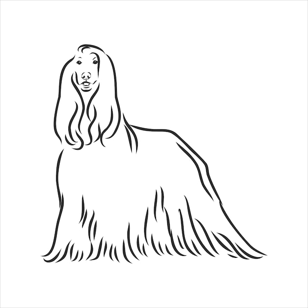 Vector vector sketch of the black dog afghan hound breed