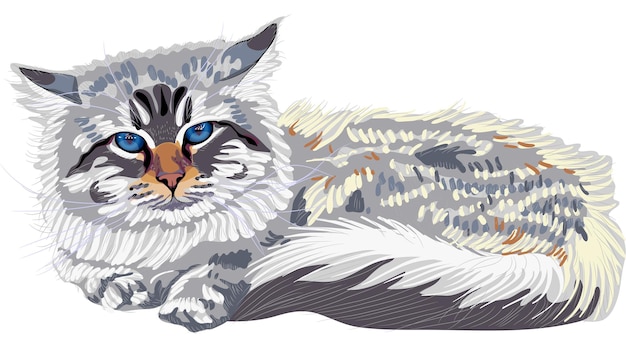 vector sketch the cat breed siberian cat color-point (neva masqu