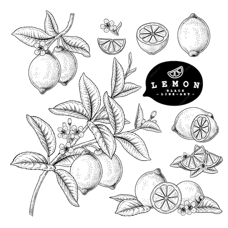 Premium Vector | Vector sketch citrus fruit decorative set. lemon. hand ...