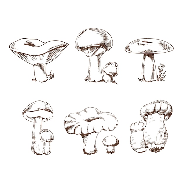 인쇄 웹 모바일 및 Infographics에 대 한 다른 버섯의 벡터 스케치 컬렉션